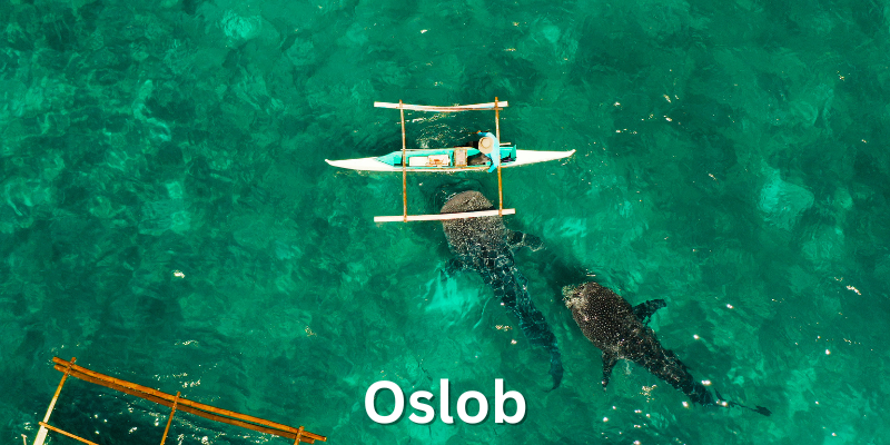 Oslob Boat Tours - Best Boat Tours In The Philippines