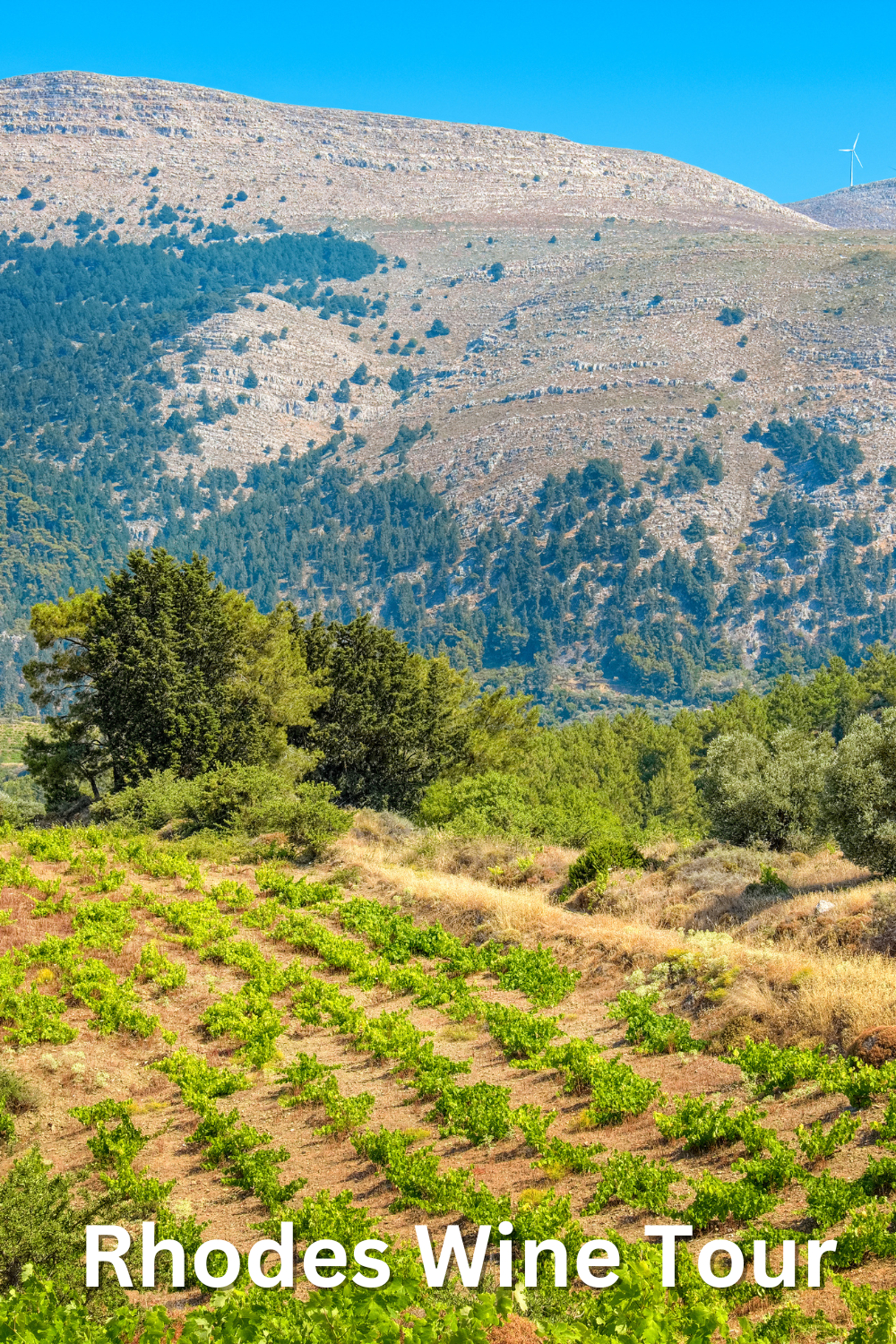 Rhodes Greece Wine Tour – A Sun-Kissed Wine Haven