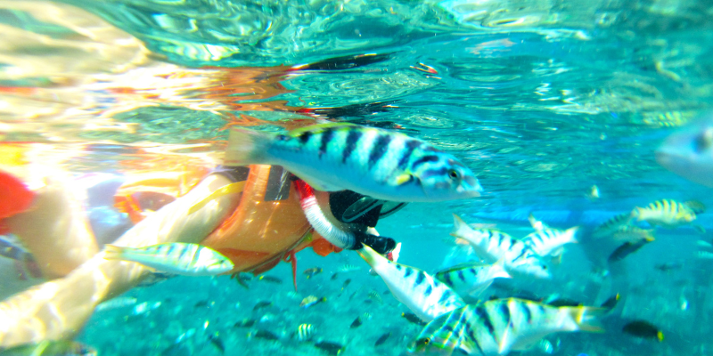 Snorkeling In Beautiful Clear Water Philippines